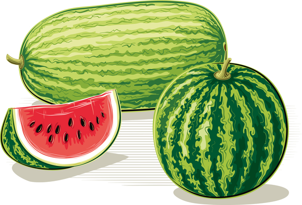 Frische saftige Wassermelone mit reif Vektor Material 10  