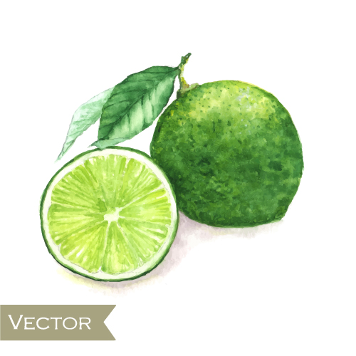 Green lemon watercolor drawn vector  