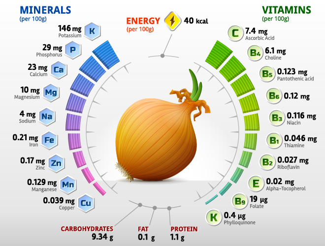 Onion vitamins infographics vector  