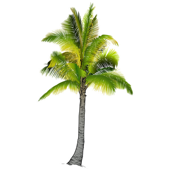 Realistische Palm Tree Abbildung Vektoren 05  