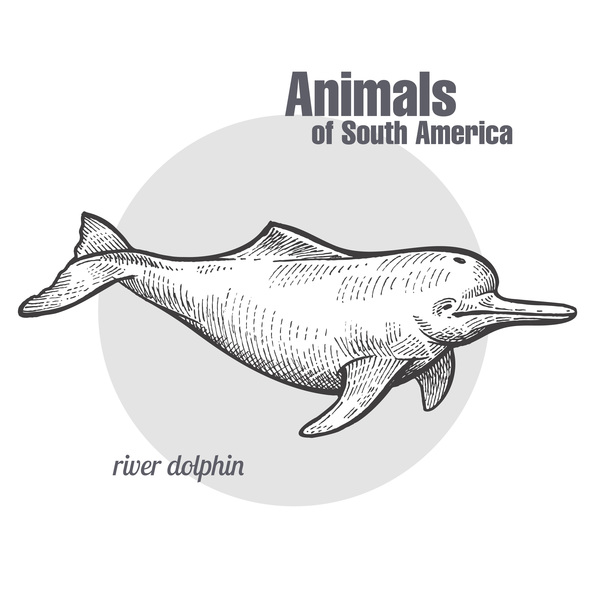 Main de dauphins de rivière dessin dessin vectoriel  