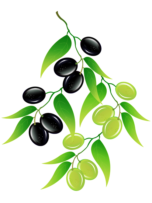 Vector olive art background set 08  