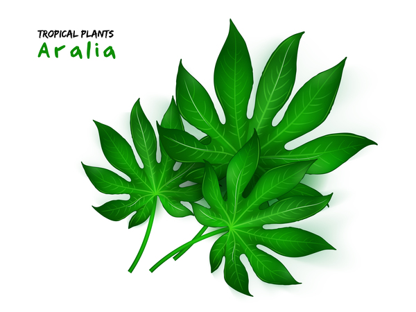 Aralia leaves vector illustration  
