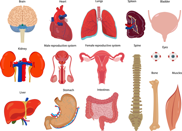 Vecteurs d’illustration des organes viscéraux humains mis 01  