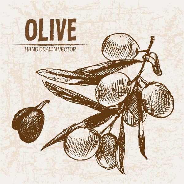 Olive hand drawn vectors design set 02  