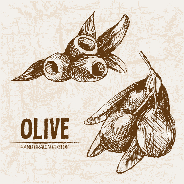 Olive hand drawn vectors design set 12  