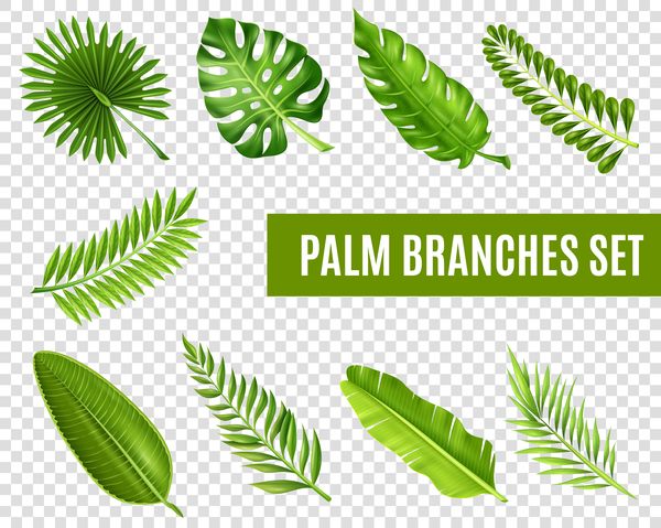 Palm branches leaves vector  