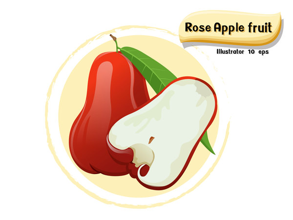 Rose apple fruit illustration vector  