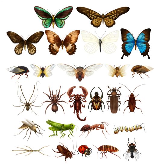 Vektor insekter enorm samling 02  