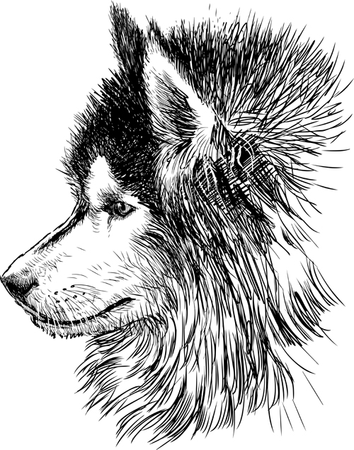 Hand drawn huskies dog vector 04  