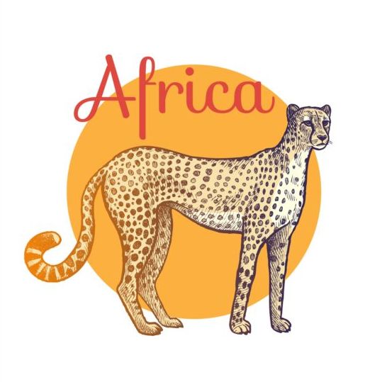 افريقيا النمر ناقلات  
