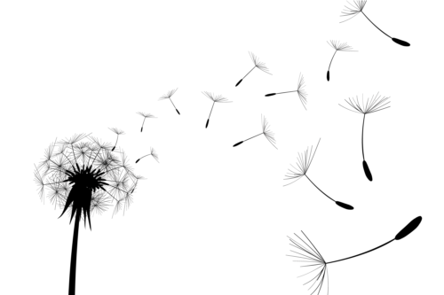 Dandelion black illustration vector 01  