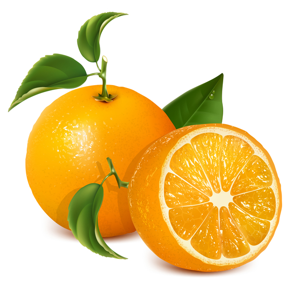 新鮮な柑橘類のイラストベクター06  