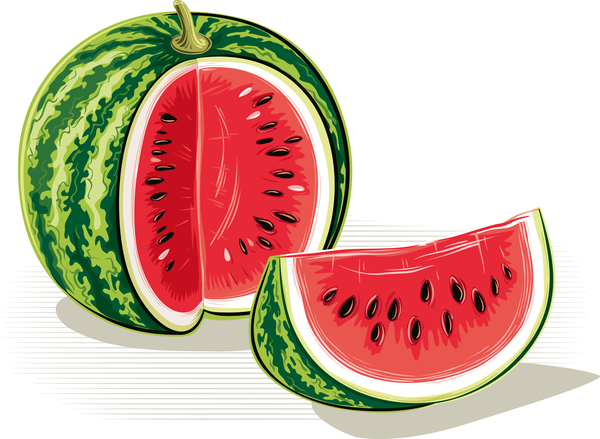 Frische saftige Wassermelone mit reif Vektor Material 09  
