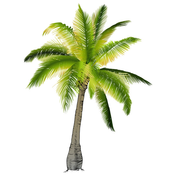 Realistic palm tree illustration vectors 04  