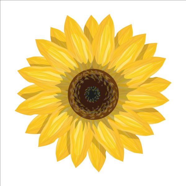 Simlpe sunflower vector  