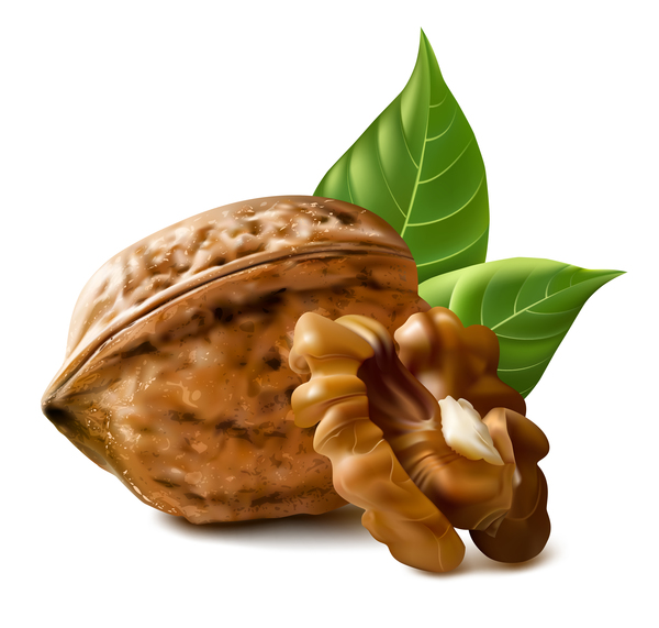 Walnut illustration vector  